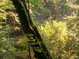 IMGP8642-Knaekket-trae-1